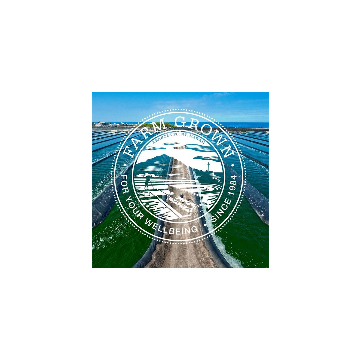 BioAstin® Astaksantyna 12 mg (50 kapsułek) - Kenay - kocimietkahasz.pl