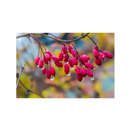 Berberyna REBERSA® (60 kapsułek) Kenay - kocimietkahasz.pl