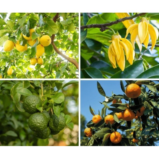 Cytrusowa radość - naturalny zapach cytrusowej landrynki ...