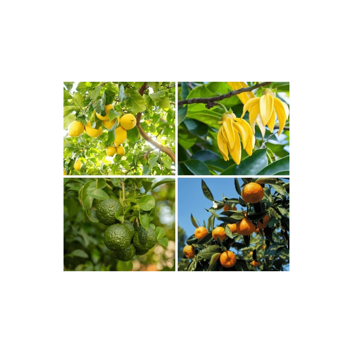 Cytrusowa radość - naturalny zapach cytrusowej landrynki ...