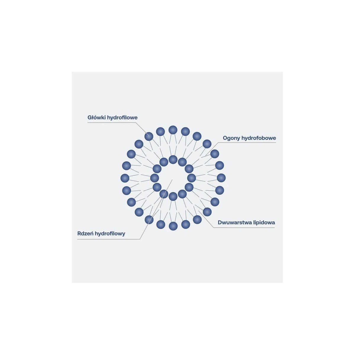 Liposomalna witamina D3 + K2 – LIPOCAPS K2D3