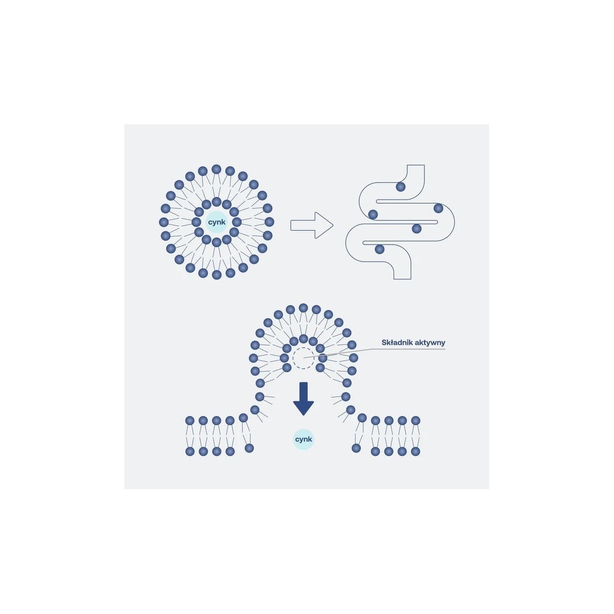 Liposomalna witamina D 4000 IU – LIPOCAPS D3 4000 ...