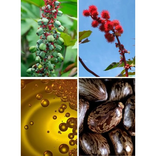 Olej rycynowy (100% czysty, tłoczony na zimno) / Hebda