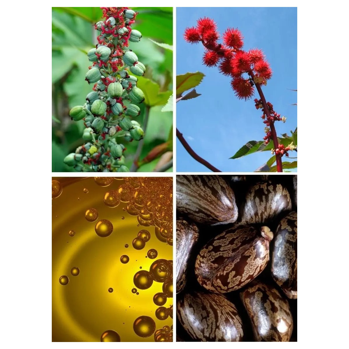 Olej rycynowy (100% czysty, tłoczony na zimno) / Hebda