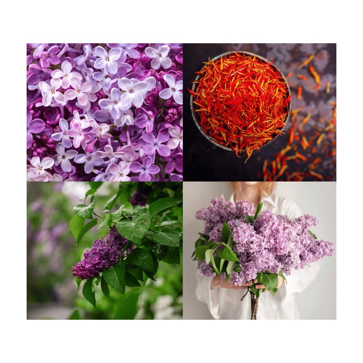 Perfumy Wet Lilac - Klaudyna Hebda Nature