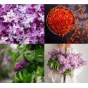 Perfumy Wet Lilac - Klaudyna Hebda Nature