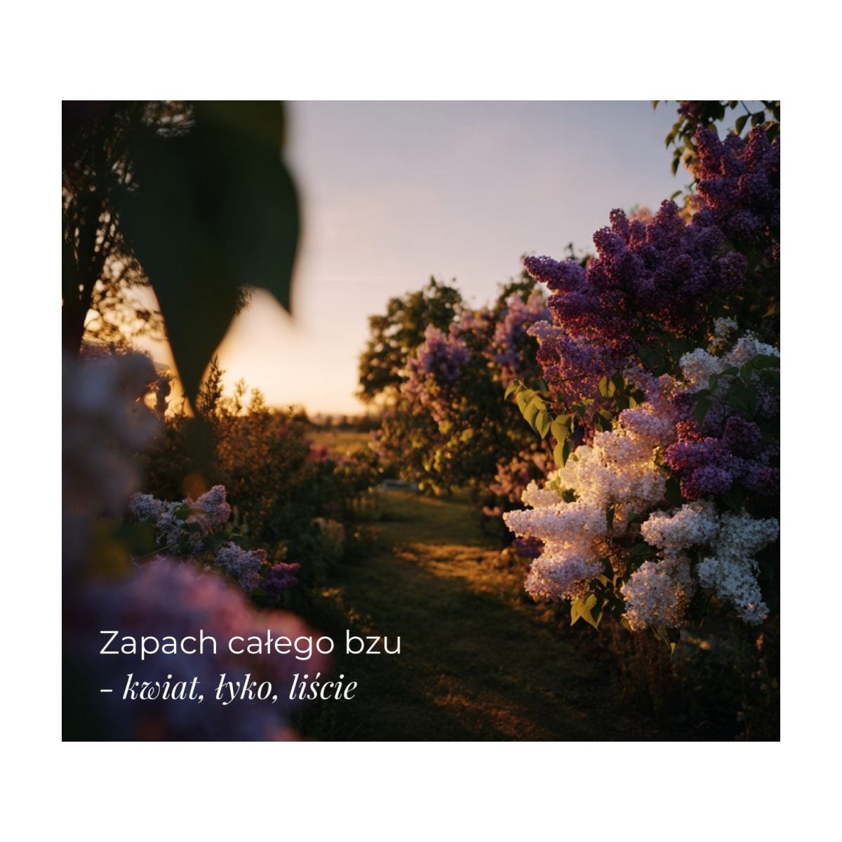 Perfumy Wet Lilac - Klaudyna Hebda Nature